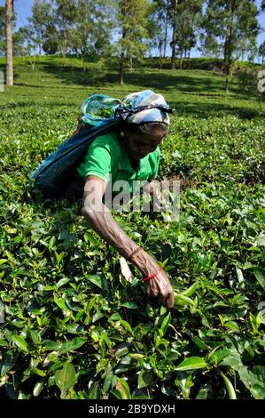 Sri Lanka, Nuwara Eliya, piantagione di tè, Tamil Woman che raccoglie le foglie di tè Foto Stock