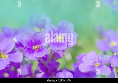 Fiori di Aubretia o Aubrieta Deltoidea. Fiori primaverili viola nel giardino Foto Stock