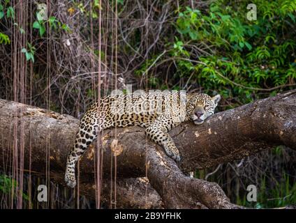 Jaguar si trova su un albero pittoresco nel mezzo della giungla. Sud America. Brasile. Parco Nazionale Pantanal. Foto Stock