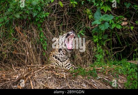 Jaguar si trova a terra tra la giungla e gli albori. Primo piano. Sud America. Brasile. Parco Nazionale Pantanal. Foto Stock