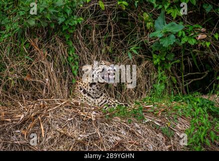 Jaguar si trova a terra tra la giungla e gli albori. Primo piano. Sud America. Brasile. Parco Nazionale Pantanal. Foto Stock