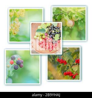 Raccolta con diversi frutti di bosco. Sfondo sano dell'alimento. Collage di immagini di frutta fresca. Collage di bacche biologiche fresche in giardino Foto Stock