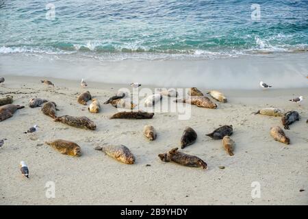 Leoni marini e foche che si annidano su una baia sotto il sole a la Jolla, San Diego, California. La spiaggia è chiusa dal 15 dicembre al 15 maggio perché è diventata un terreno di allevamento preferito per le foche. Foto Stock