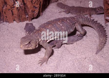 Lucertola con coda di spinosa ornata, ornata di Uromastyx Foto Stock