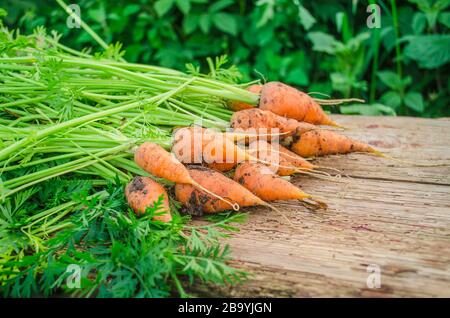 Carote fresche con cime verdi su sfondo di legno Foto Stock