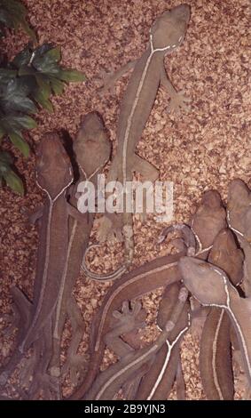 Gecko foderato o skunk, Gekko vittatus Foto Stock