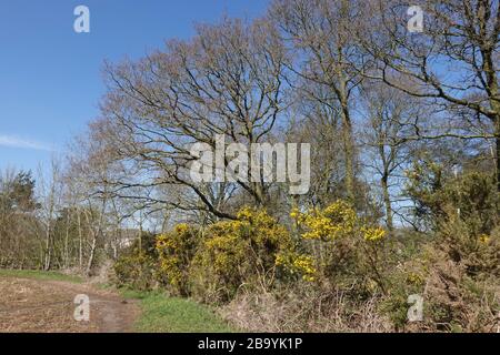 Martlesham Heath, Suffolk - 25 marzo 2020: Boschi e brughiere nel Suffolk AONB rurale. Foto Stock