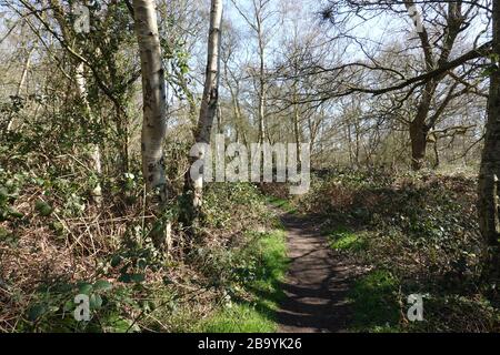 Martlesham Heath, Suffolk - 25 marzo 2020: Boschi e brughiere nel Suffolk AONB rurale. Foto Stock