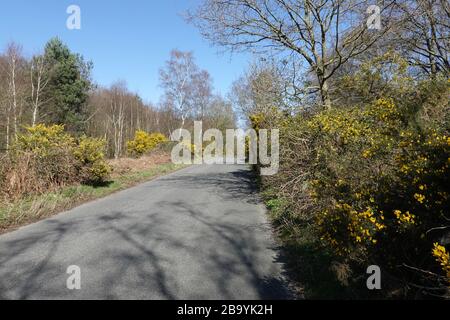 Martlesham Heath, Suffolk - 25 marzo 2020: Boschi e brughiere nel Suffolk AONB rurale. Foto Stock