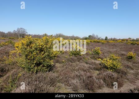 Martlesham Heath, Suffolk - 25 marzo 2020: Boschi e brughiere nel Suffolk AONB rurale. Foto Stock