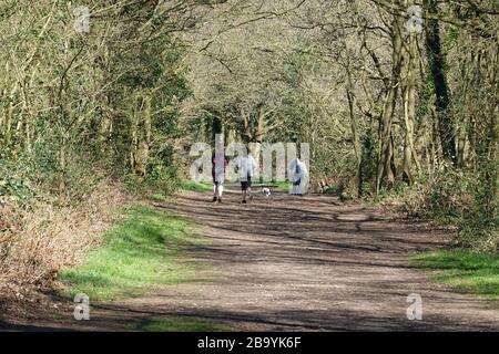 Martlesham Heath, Suffolk - 25 marzo 2020: Joggers e un camminatore del cane nel bosco. Un esercizio al giorno durante il coronavirus covid19 pandemia. Foto Stock