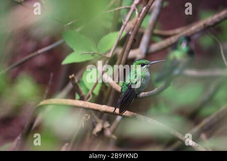 Bianco - Gem montagna abbellito Hummingbird, Costa Rica Foto Stock