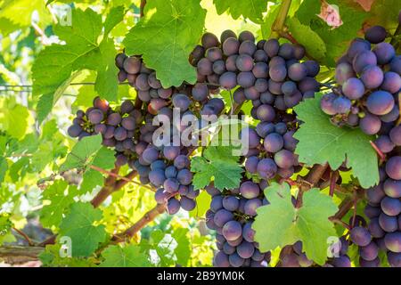 Uve nei vigneti della Valle dell'Ahr, conosciuta per il suo vino rosso, la Germania occidentale Foto Stock