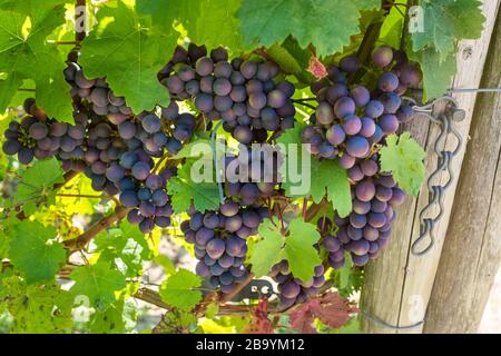 Uve nei vigneti della Valle dell'Ahr, conosciuta per il suo vino rosso, la Germania occidentale Foto Stock