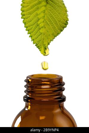 Flaconi di vetro marrone con gocce di liquido essenziale goccia su foglia verde Foto Stock