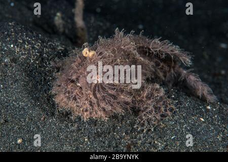 Critters of Lembeh - Fotografia macro subacquea Foto Stock