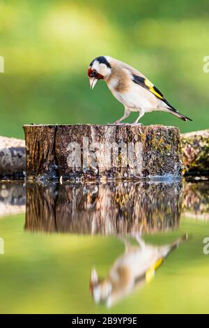 Goldfinch foraging al sole primaverile nel Galles centrale Foto Stock