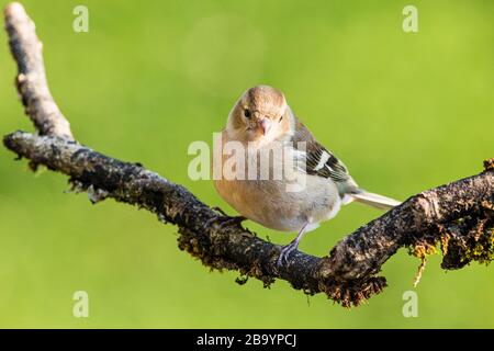 Foraging femminile del chaffinch nel sole primaverile nel Galles centrale Foto Stock