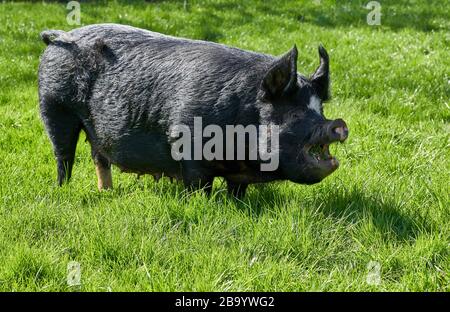 Penny The Pig una bella grande scrofa nera mangiare con la sua bocca opent alla St Werburgh's City Farm a Bristol Regno Unito Foto Stock
