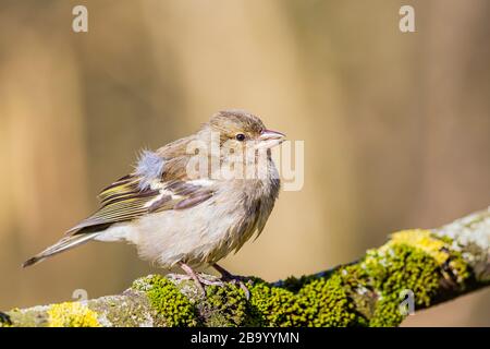 Foraging femminile del chaffinch nel sole primaverile nel Galles centrale Foto Stock