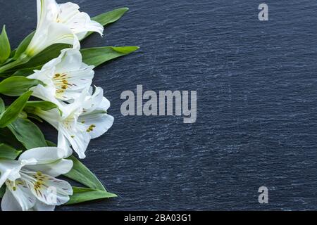 Sfondo con fiori di Alstroemeria bianca o giglio peruviano o giglio degli Incas su una piastrella nera Foto Stock