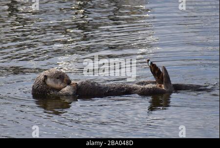 Una lontra marina (Enhyra lutris), con la sua pinna etichettata dai ricercatori, riposa mentre galleggia sulle sue spalle nel porto di Moss Landing in California Foto Stock