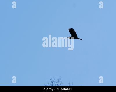 silhouette di airone che vola nel cielo blu Foto Stock