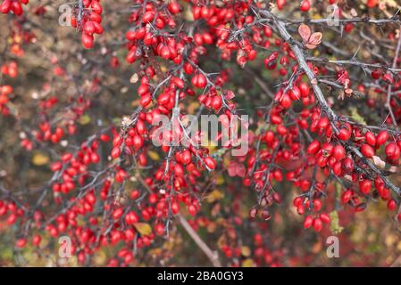 Primo piano bacche rosse di Berberis thunbergii Foto Stock