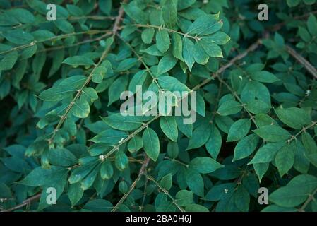 Euonymus alatus fogliame verde fresco Foto Stock