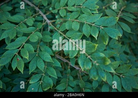 Euonymus alatus fogliame verde fresco Foto Stock