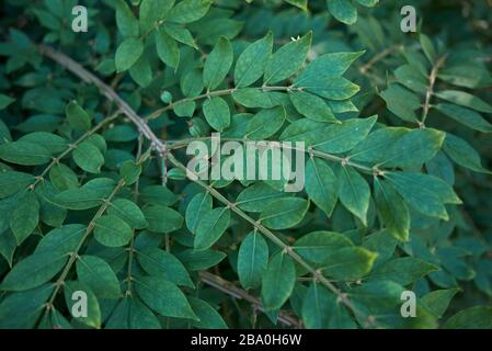 Euonymus alatus fogliame verde fresco Foto Stock