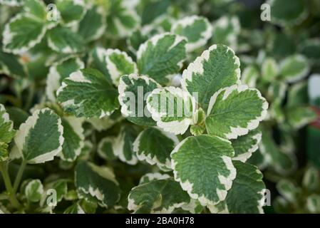 Plectranthus coleoides foglie variegate Foto Stock