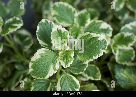 Plectranthus coleoides foglie variegate Foto Stock