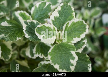 Plectranthus coleoides foglie variegate Foto Stock