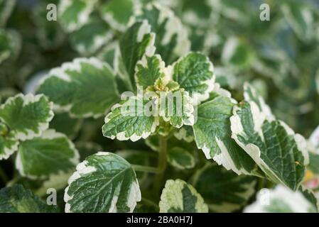 Plectranthus coleoides foglie variegate Foto Stock