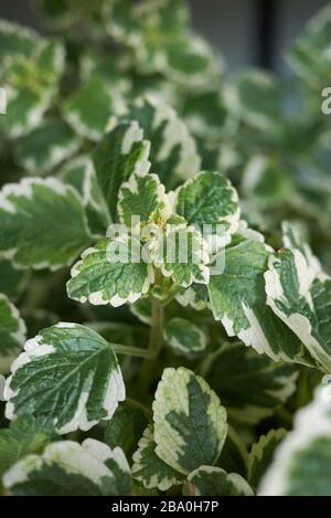 Plectranthus coleoides foglie variegate Foto Stock