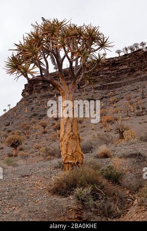 Foresta dell'albero del quiver fuori della città di Nieuwoudtville, provincia del Capo del Nord, Sudafrica Foto Stock