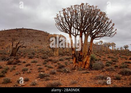 Foresta dell'albero del quiver fuori della città di Nieuwoudtville, provincia del Capo del Nord, Sudafrica Foto Stock