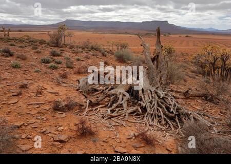 Foresta dell'albero del quiver fuori della città di Nieuwoudtville, provincia del Capo del Nord, Sudafrica Foto Stock