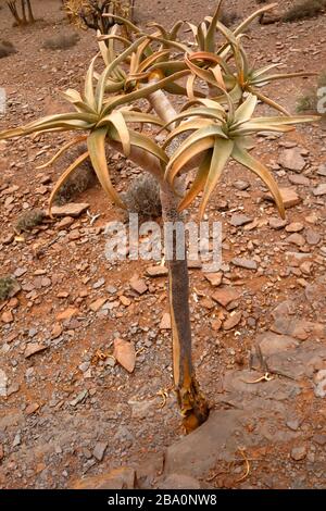 Foresta dell'albero del quiver fuori della città di Nieuwoudtville, provincia del Capo del Nord, Sudafrica Foto Stock