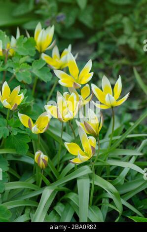 Tulipano ridotto tarda. Tulipano ridotto tarda. Tulipano di Dasistemon Foto Stock