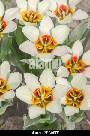 Fogliame ha strisce borgogna. Tulipani freschi in crescita in giardino su sfondo naturale sfocato. Un sacco di tulipani nella fattoria tulipano Foto Stock