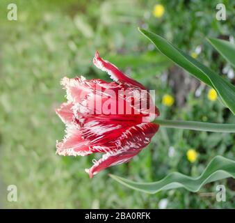 Rosa tulipano fiore Bell canzone con frange bianche ai petali Foto Stock