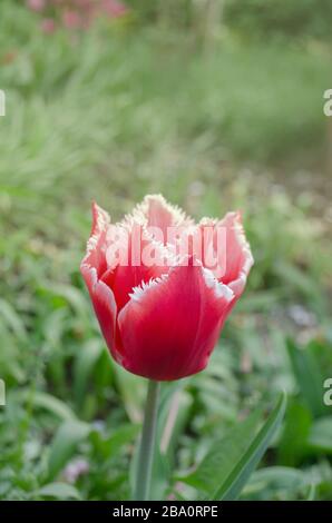 Rosa tulipano fiore Bell canzone con frange bianche ai petali Foto Stock