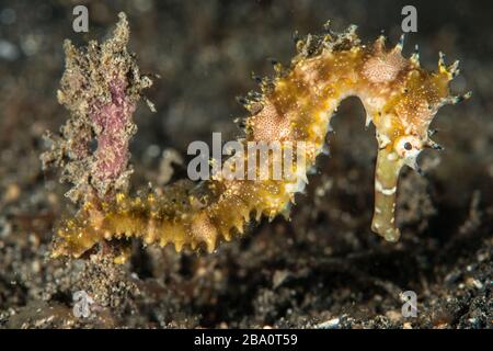 Critters of Lembeh - Fotografia macro subacquea Foto Stock