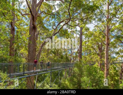 Valley of the Giants Tree Top Walk, Walpole-Nornalup National Park, vicino alla Danimarca, Australia Occidentale, Australia Foto Stock