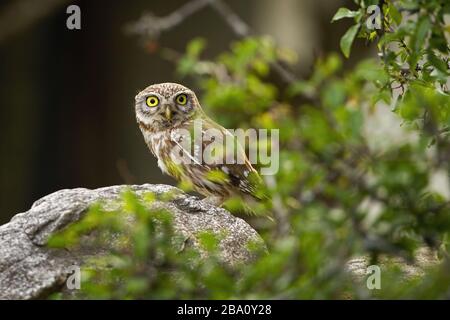 Interessato piccolo gufo sbucciando da dietro un ramo verde con foglie Foto Stock