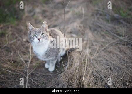 Carino gatto cenere ritratto in giardino, gattino giovane seduto sull'erba asciutta, guardare in su Foto Stock