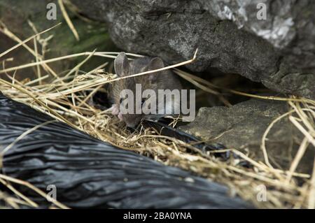 Rat marrone, Rattus norvegicus, che vive in un muro su una fattoria. Foto Stock