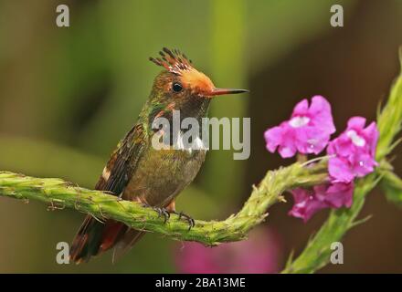 Rufous-crested Coquette (Lophornis delattrei delattrei) maschio adulto arched on twig Arena Blanca riserva privata, Perù febbraio Foto Stock